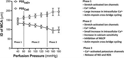 Impact of impaired cerebral blood flow autoregulation on cognitive impairment